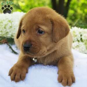 Forest, Fox Red Labrador Retriever Puppy